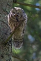 Kozaca_Ural_owl_25.jpg