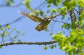 Kozaca_Ural_owl_26.jpg