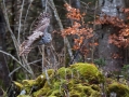 Kozaca_Ural_owl_31.jpg