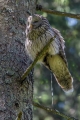 Kozaca_Ural_owl_32.jpg