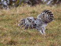 Kozaca_Ural_owl_33.jpg
