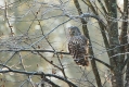 Kozaca_Ural_owl_36.jpg