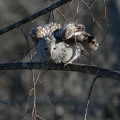 Kozaca_Ural_owl_37.jpg