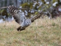 Kozaca_Ural_owl_38.jpg