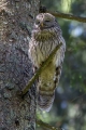 Kozaca_Ural_owl_41.jpg
