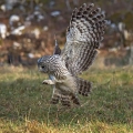Kozaca_Ural_owl_43.jpg