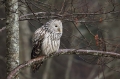 Kozaca_Ural_owl_45.jpg