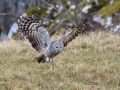 Kozaca_Ural_owl_46.jpg