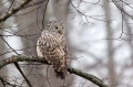 Kozaca_Ural_owl_47.jpg