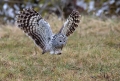 Kozaca_Ural_owl_48.jpg