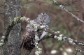 Kozaca_Ural_owl_49.jpg