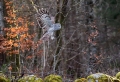 Kozaca_Ural_owl_50.jpg
