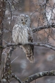 Kozaca_Ural_owl_51.jpg