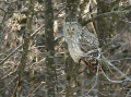 Kozaca_Ural_owl_53.jpg