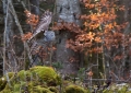 Kozaca_Ural_owl_55.jpg