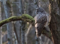 Kozaca_Ural_owl_65.jpg
