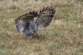 Kozaca_Ural_owl_68.jpg