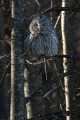 Kozaca_Ural_owl_69.jpg