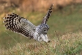 Kozaca_Ural_owl_70.jpg
