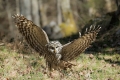 Kozaca_Ural_owl_74.jpg