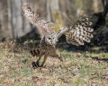 Kozaca_Ural_owl_75.jpg