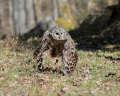 Kozaca_Ural_owl_76.jpg