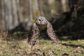 Kozaca_Ural_owl_77.jpg