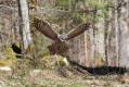 Kozaca_Ural_owl_79.jpg