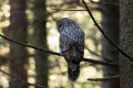 Kozaca_Ural_owl_93.jpg