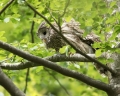 Kozaca_Ural_owl_98.jpg