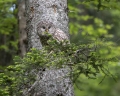 Kozaca_Ural_owl_99.jpg