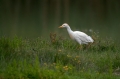 Kravja_caplja_Bubulcus_ibis_Caplje_Ardeidae_05.jpg