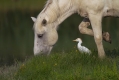 Kravja_caplja_Bubulcus_ibis_Caplje_Ardeidae_06.jpg
