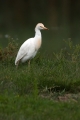Kravja_caplja_Bubulcus_ibis_Caplje_Ardeidae_07.jpg