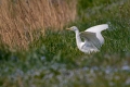 Kravja_caplja_Bubulcus_ibis_Caplje_Ardeidae_09.jpg