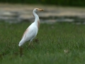 Kravja_caplja_Bubulcus_ibis_Caplje_Ardeidae_13.jpg
