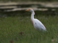 Kravja_caplja_Bubulcus_ibis_Caplje_Ardeidae_15.jpg