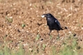 Krokar_Raven_Corvus_corax_10.jpg