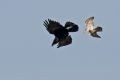Krokar_Raven_Corvus_corax_11.jpg