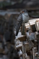 Kukavica_Common_cuckoo_36.jpg