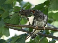 Kukavica_Common_cuckoo_44.jpg