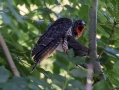 Kukavica_Common_cuckoo_45.jpg
