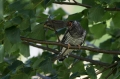 Kukavica_Common_cuckoo_46.jpg
