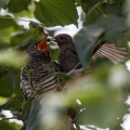 Kukavica_Common_cuckoo_47.jpg