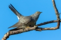 Kukavica_Common_cuckoo_48.jpg