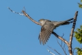 Kukavica_Common_cuckoo_50.jpg