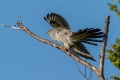 Kukavica_Common_cuckoo_51.jpg