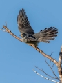 Kukavica_Common_cuckoo_52.jpg