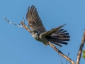 Kukavica_Common_cuckoo_53.jpg