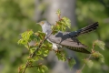 Kukavica_Common_cuckoo_54.jpg